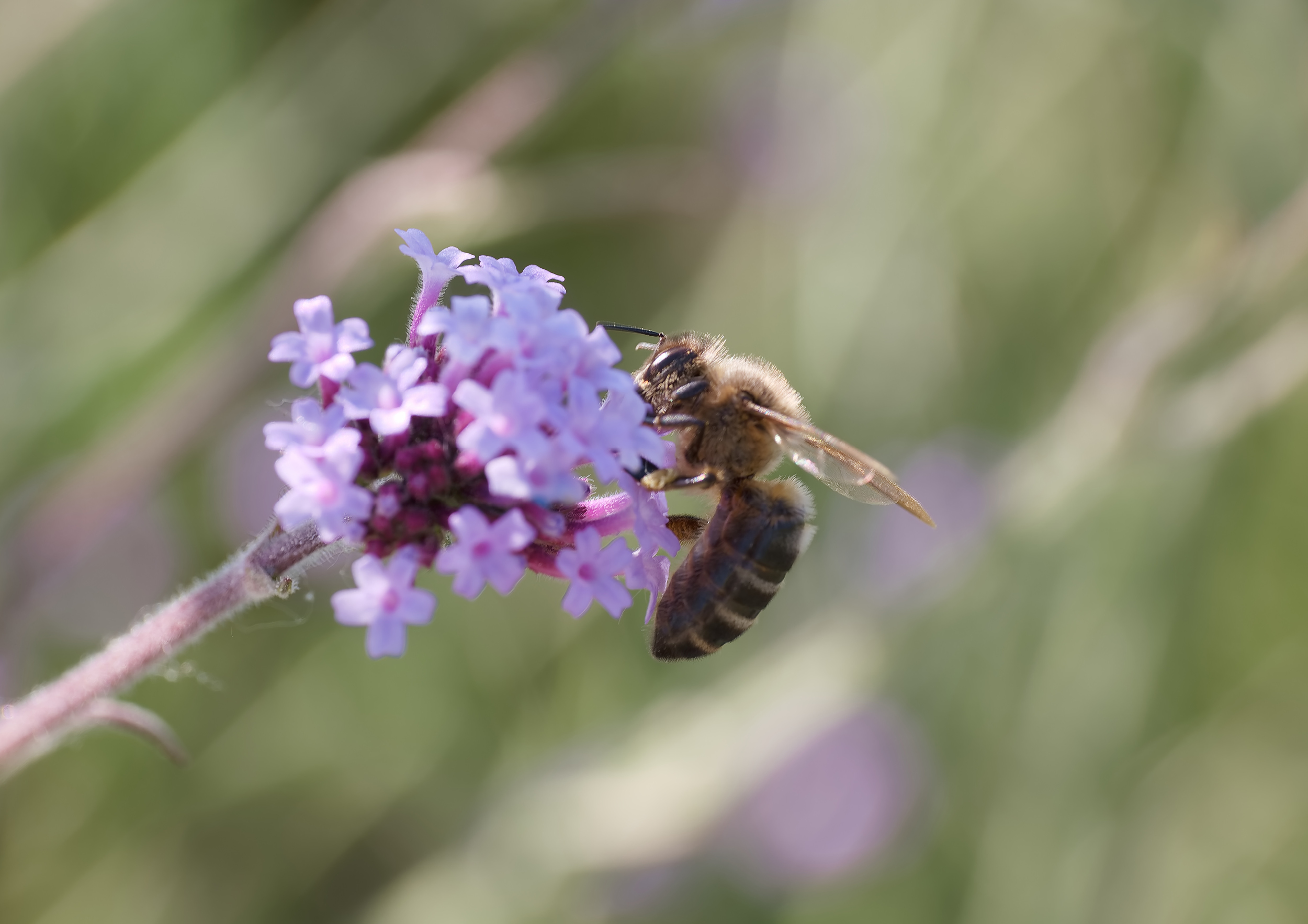 Grosses Glück auf kleiner Fläche: Biodiversität für Terrasse und Vorplatz