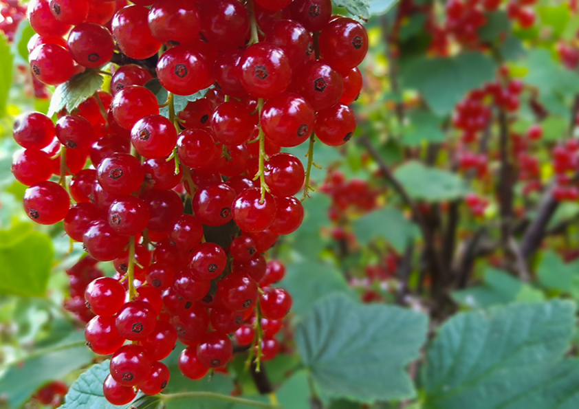 Genuss vor der Haustür: Der essbare Garten