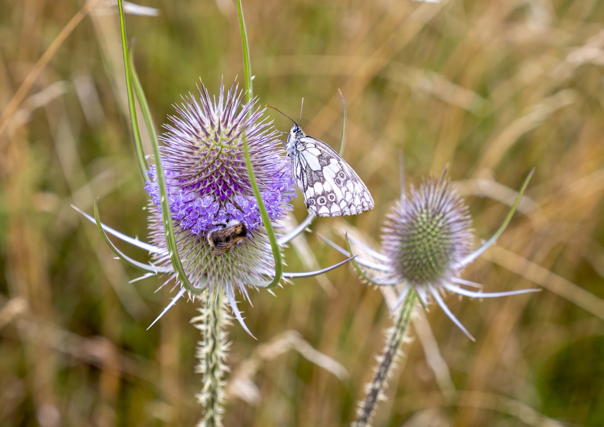 Späte Blüten für mehr Leben im Garten