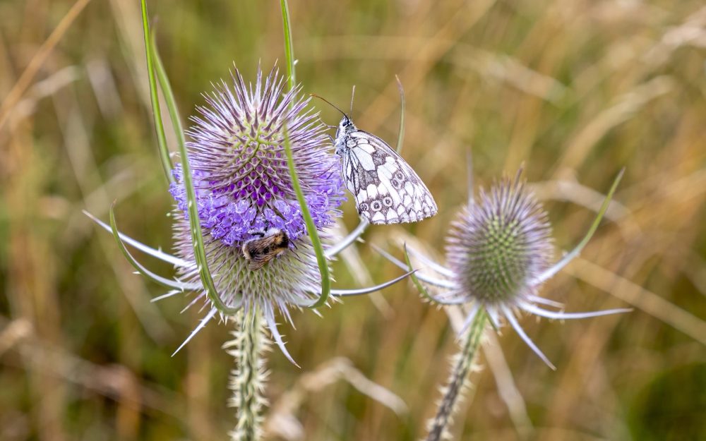 spaetblueher-2-wasserdost-schmetterlinge