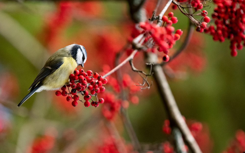 waldburger-news-und-blog-maerz-2026-11-strauch