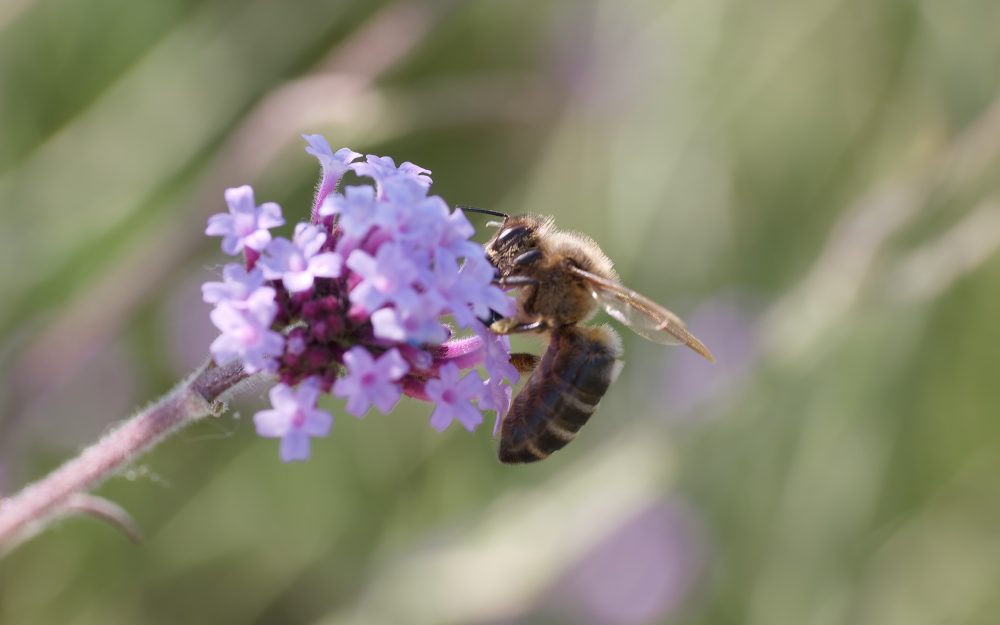 waldburger-news-und-blog-maerz-2026-4-biodiversitaet