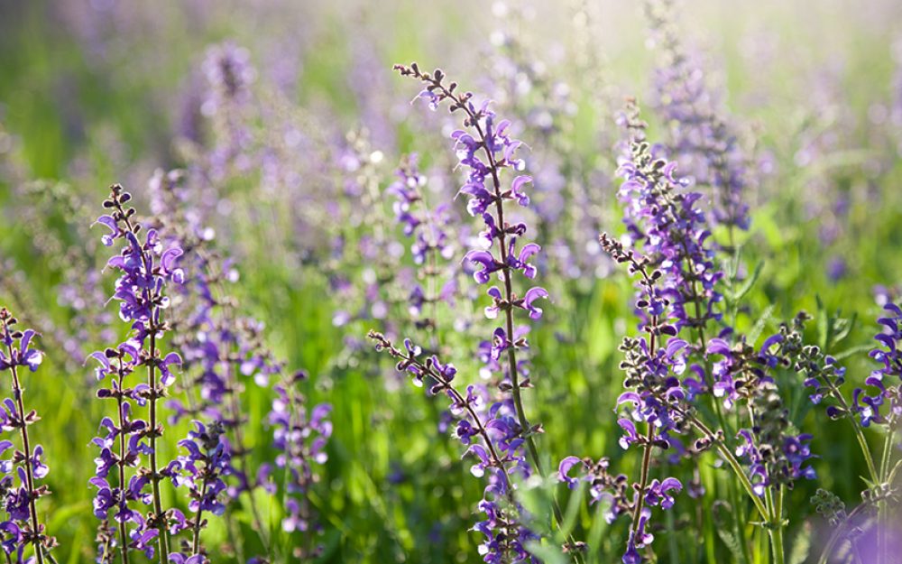 waldburger-newsletter-2-juni-2026-klimagewinner-wiesenlavendel